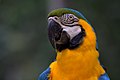 Brazil ke blue aur gold macaw