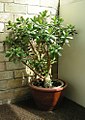 The Jade plant, or friendship tree