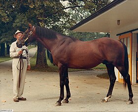 Image illustrative de l’article Damascus (cheval)