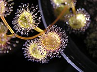 Drosera ramellosa