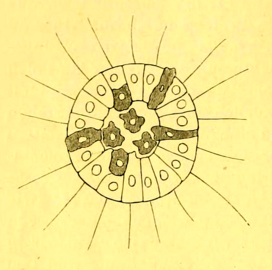 Фагоцителла, рисунок И. Мечникова[3]