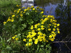 Populage (Caltha palustris, sous-espèce palustris