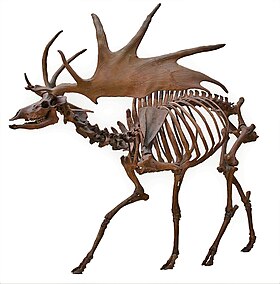 Megaloceros giganteus