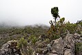 Helichrysum newii en primeiro plano, no oco da rocha, e Erica excelsa (arbusto co tronco longo).