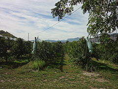 Verger à Venterol, (Alpes-de-Haute-Provence)