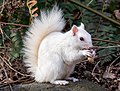 Image 83White (leucistic) eastern gray squirrel with a peanut