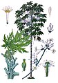 tanaman at bulaklak, ibat Koehler's Medicinal-Plants (1887)