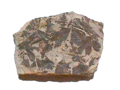Ginko-fosilio el la Ĵurasio (Ĵuraso), folioj, Scarborough, Jorkŝiro, Britio