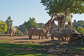 Des rhinocéros blancs et des girafes.