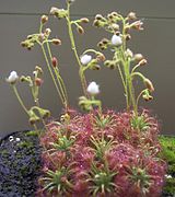 Drosera nitidula