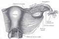 Uterus and right broad ligament,, dilihat dari belakang.