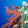 Sagte koraal van die orde Alcyonacea.
