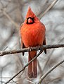 Image 56Male northern cardinal in Central Park