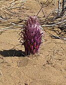 Volovod (Orobanche)