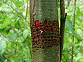 Marques sur un arbre