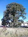 U. glabra subsp. montana, na okraji Edinburghu