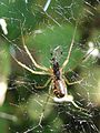 Unknown spider eating fly