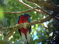 Quetzal resplendissant