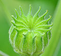 Plod mračňáku Abutilon theophrasti