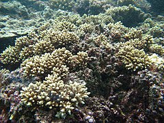 Acropora elseyi