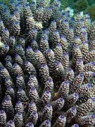 Acropora secale