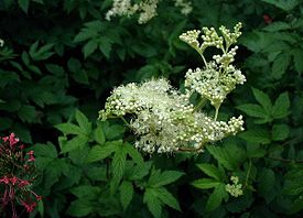 Mesiangervo eli niittymesiangervo (Filipendula ulmaria)