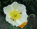 Isländischer Mohn, Papaver nudicaule