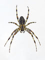 Ireland (Araneus diadematus)