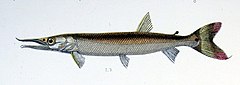 Description de l'image Boulengerella cuvieri.jpg.