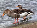 Serpentine Lake, London, UK