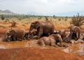 Gajah semak afrika (Loxodonta africana) di Kenya