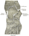 Sezione obliqua dell'articolazione intertarsica e tarso-metatarsale, che evidenzia le cavità sinoviali.