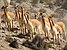 Vicuñas