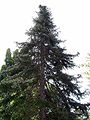 A Spanish Fir in Tasmanian botanical gardens