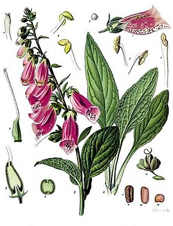 Rohtosormustinkukka (Digitalis purpurea)