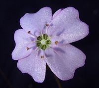 Drosera mannii