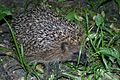 Northern white-breasted hedgehog