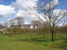 La photographie prise au début du printemps présente un verger d'arbustes fruitiers. Un cerisier est au premier plan à droite. Des immeubles et des arbres de haut-jet sont visibles en arrière-plan. La photographie est ensoleillée, avec quelques nuages blancs.