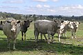 Yearling Murray Grey heifers, Walcha, NSW