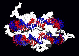 Interacció de l'ADN amb histones