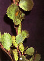 Карликовая берёза, Betula nana