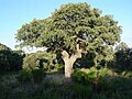 Tree, Sierra de Ávila, Spain