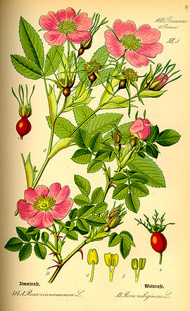 Twêe roozeplantn, Rosa majalis en Rosa rubiginosa