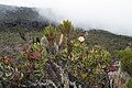 En primeiro plano, un exemplar en flor de Protea caffra subsp. kilimandscharica, detrás dunhas uces brancas (Erica arborea).