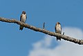 Image 108Northern rough-winged swallows in Jamaica Bay Wildlife Refuge