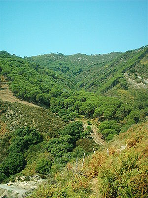Šumarci masiva Peloritani