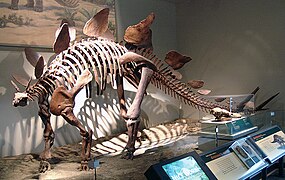 Squelette de Stegosaurus.