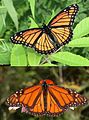 La farfalla viceré (Limenitis archippus) con le sue colorazioni mima la farfalla monarca (Danaus plexippus)