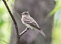 Image 59Eastern wood pewee in Central Park