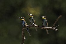 Alignés sur une petite branche, trois guêpiers d'Europe tiennent dans leur bec ce qui a été des libellules.